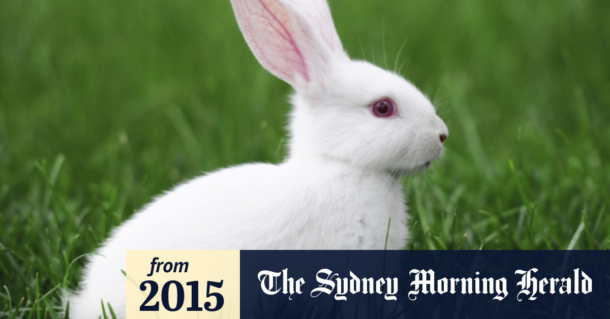 Wild rabbits calicivirus used to control exploding Sydney populations